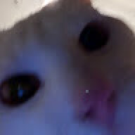 Jarkhi