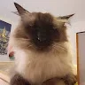 Pockii